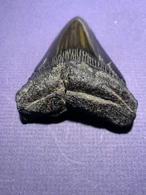 Fossil shark tooth Carcharodon Megalodon Great white shark  9 cm