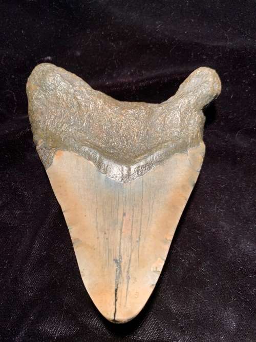 Fossil shark tooth Carcharodon Megalodon Great white shark. 125 mm