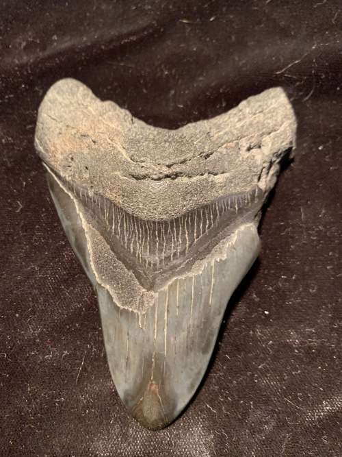 Fossil shark tooth Carcharodon Megalodon Great white shark. 106 mm