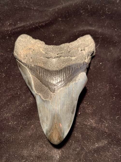 Fossil shark tooth Carcharodon Megalodon Great white shark. 106 mm