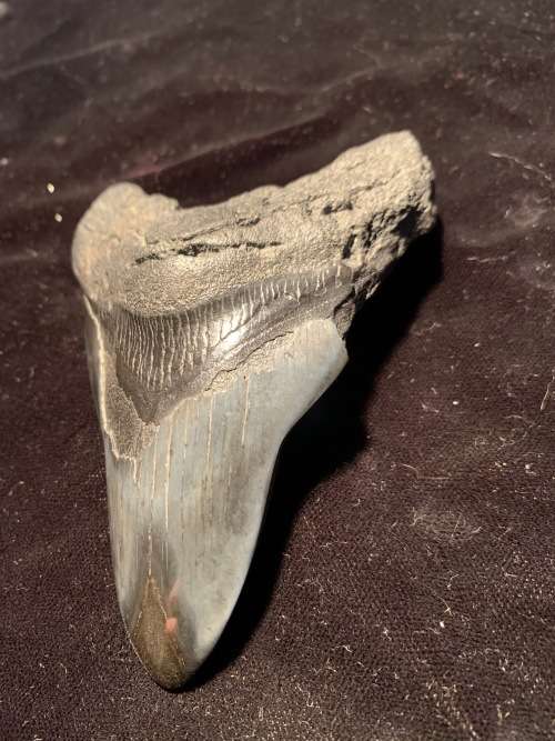 Fossil shark tooth Carcharodon Megalodon Great white shark. 106 mm