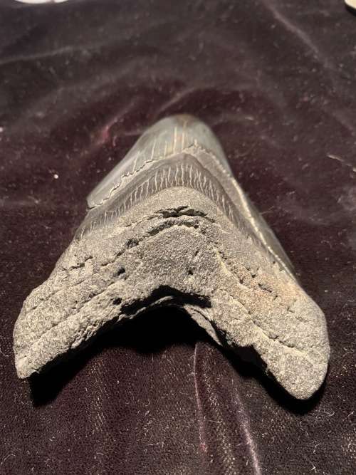 Fossil shark tooth Carcharodon Megalodon Great white shark. 106 mm