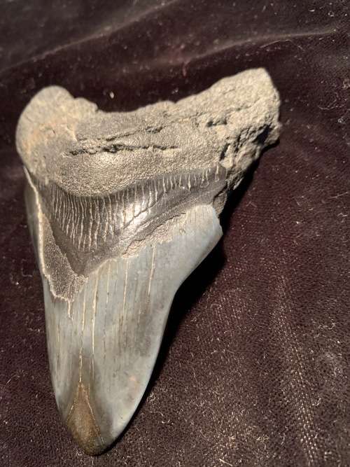 Fossil shark tooth Carcharodon Megalodon Great white shark. 106 mm