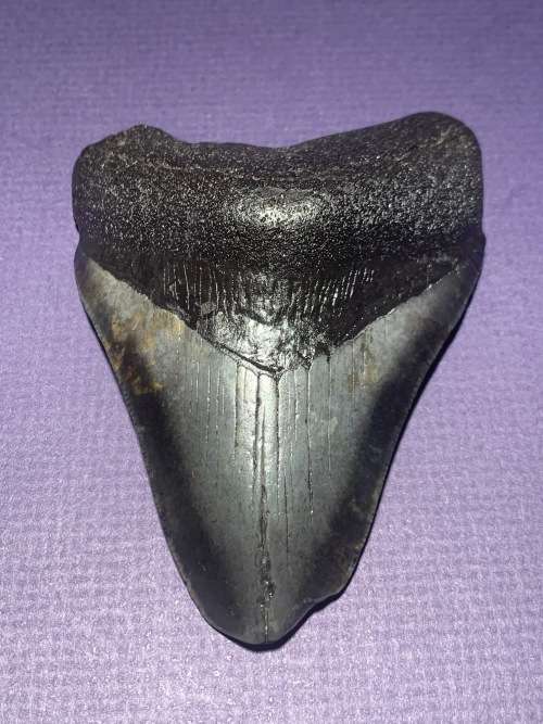 Fossil shark tooth Carcharodon Megalodon Great white shark. 108.9 mm