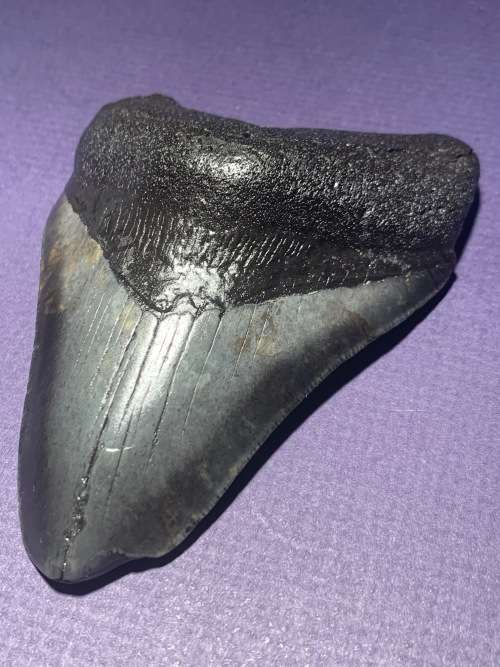Fossil shark tooth Carcharodon Megalodon Great white shark. 108.9 mm