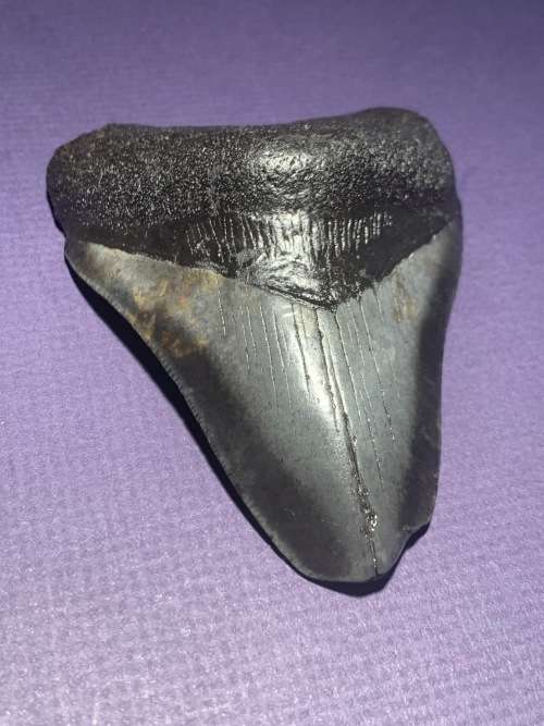 Fossil shark tooth Carcharodon Megalodon Great white shark. 108.9 mm