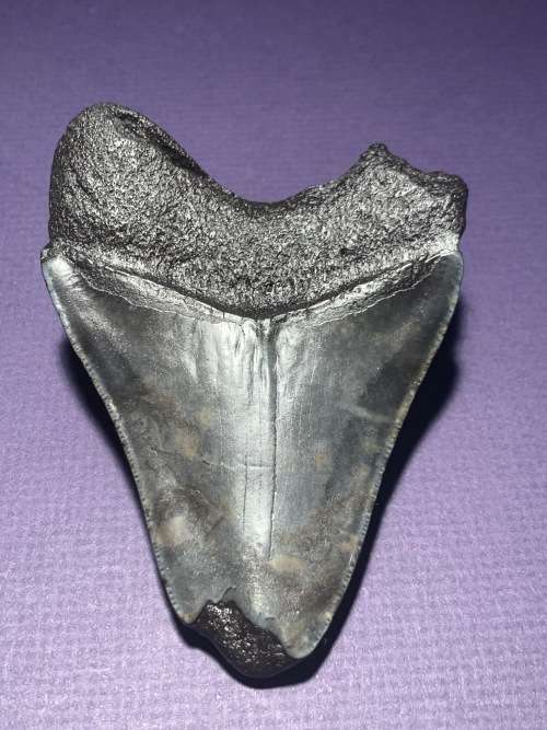 Fossil shark tooth Carcharodon Megalodon Great white shark. 108.9 mm