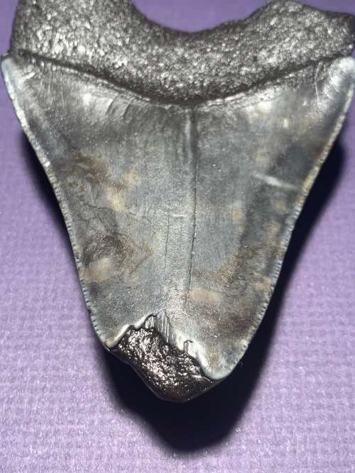 Fossil shark tooth Carcharodon Megalodon Great white shark. 108.9 mm