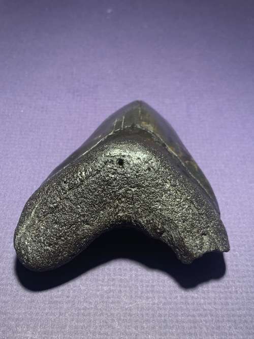 Fossil shark tooth Carcharodon Megalodon Great white shark. 108.9 mm