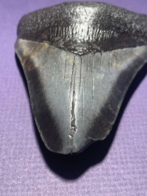 Fossil shark tooth Carcharodon Megalodon Great white shark. 108.9 mm