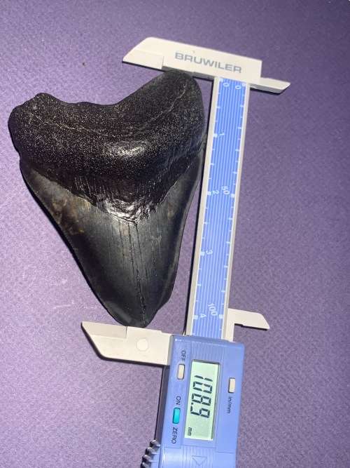 Fossil shark tooth Carcharodon Megalodon Great white shark. 108.9 mm