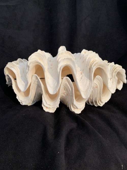 Vintage Giant Clam Shell Natural Seashell Nautical Décor Tridacna Gigas