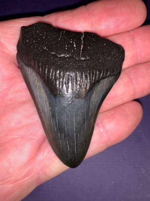 Megalodon Shark tooth Carcharodon Megalodon Fossil Great White 7 cm