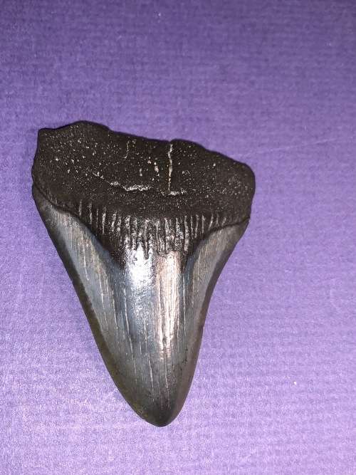 Megalodon Shark tooth Carcharodon Megalodon Fossil Great White 7 cm