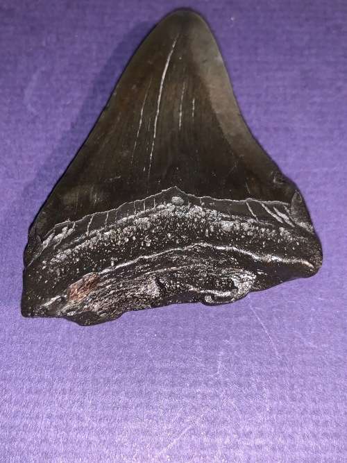 Megalodon Shark tooth Carcharodon Megalodon Fossil Great White 7 cm