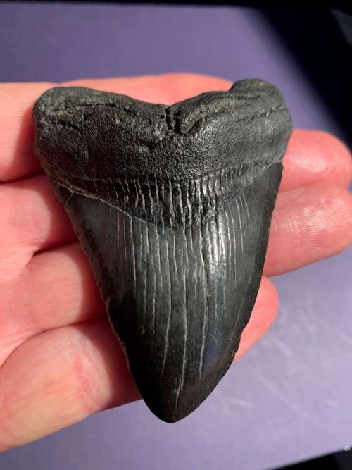 Fossil shark tooth Carcharodon Megalodon Great white shark.  8 cm