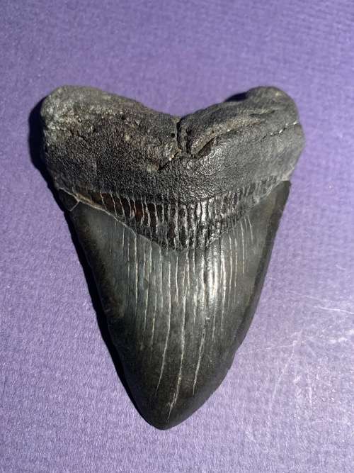 Fossil shark tooth Carcharodon Megalodon Great white shark.  8 cm
