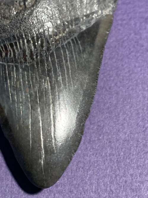 Fossil shark tooth Carcharodon Megalodon Great white shark.  8 cm