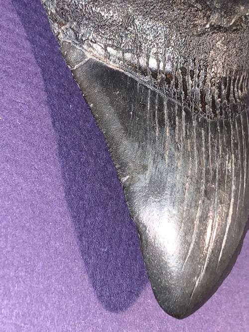 Fossil shark tooth Carcharodon Megalodon Great white shark.  8 cm