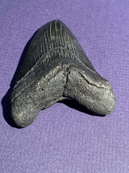 Fossil shark tooth Carcharodon Megalodon Great white shark.  8 cm