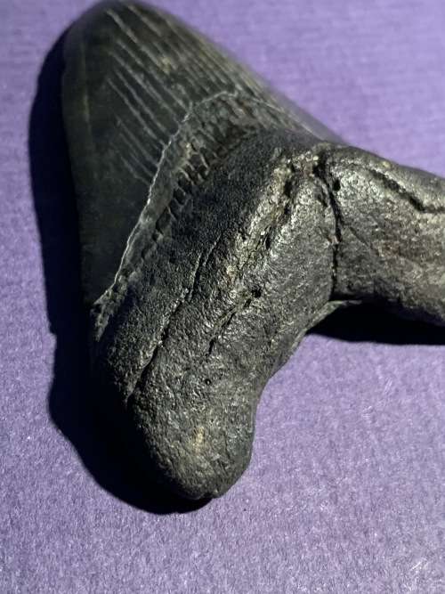 Fossil shark tooth Carcharodon Megalodon Great white shark.  8 cm