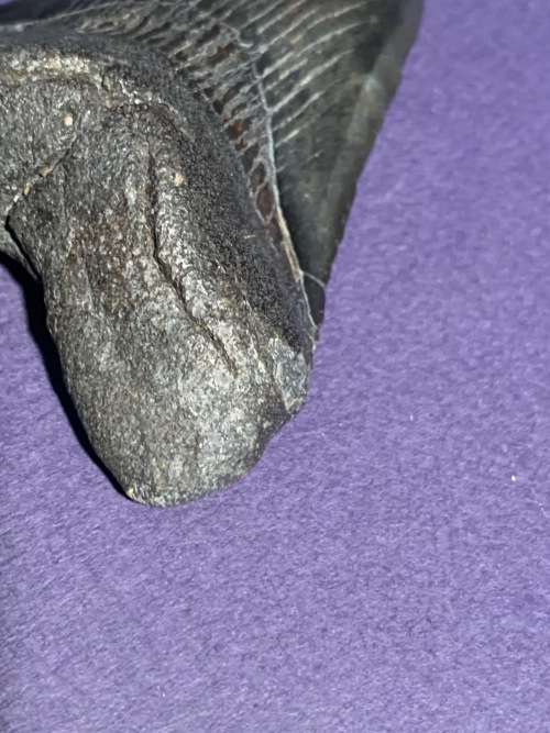 Fossil shark tooth Carcharodon Megalodon Great white shark.  8 cm