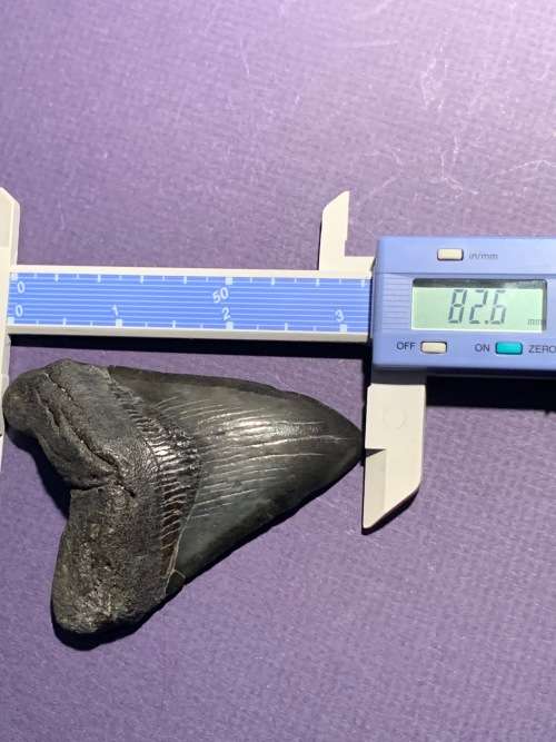 Fossil shark tooth Carcharodon Megalodon Great white shark.  8 cm