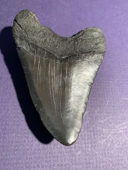 Fossil shark tooth Carcharodon Megalodon Great white shark.  8 cm