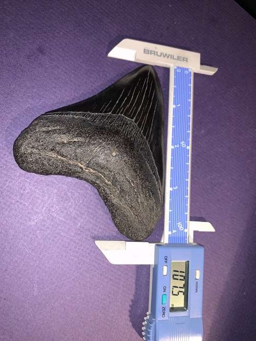 Fossil shark tooth Carcharodon Megalodon Great white Shark. 10 cm