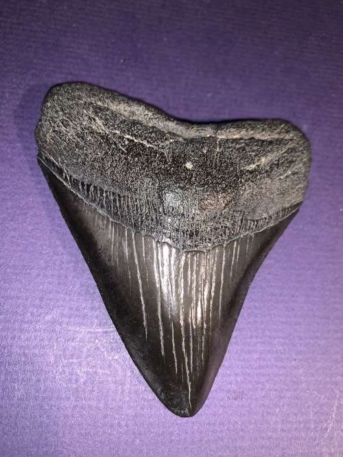 Fossil shark tooth Carcharodon Megalodon Great white Shark. 10 cm