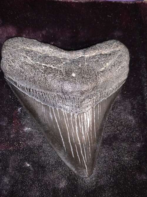 Fossil shark tooth Carcharodon Megalodon Great white Shark. 10 cm