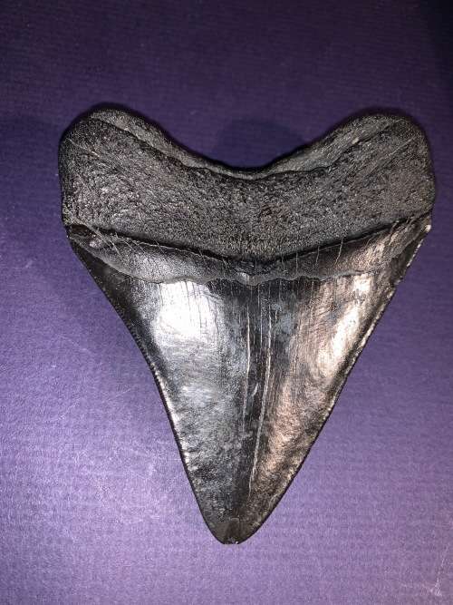 Fossil shark tooth Carcharodon Megalodon Great white Shark. 10 cm