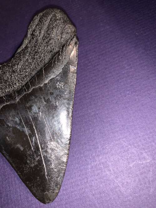 Fossil shark tooth Carcharodon Megalodon Great white Shark. 10 cm