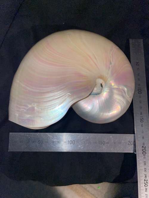 Nautilus Shell Pearlized white. Chambered Nautilus Seashell Pearl 20 cm