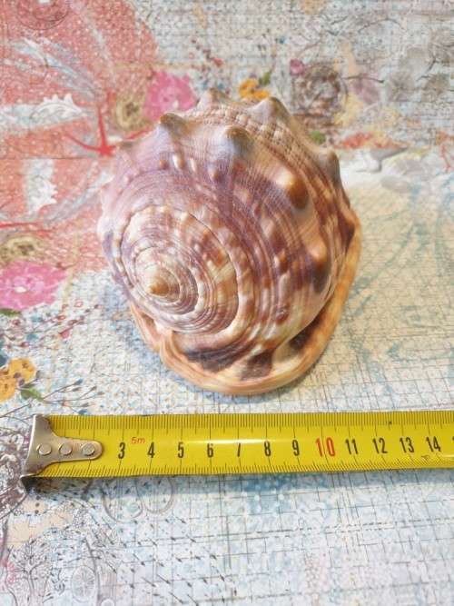 Sea Shell