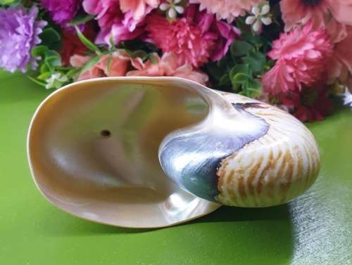 Sea Shell Just for You