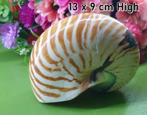 Sea Shell Just for You