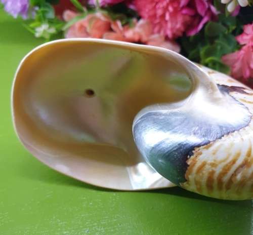 Sea Shell Just for You