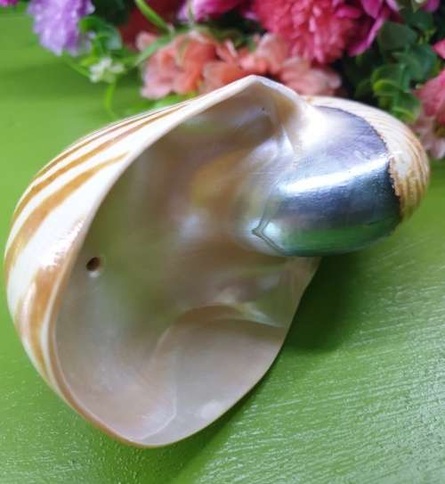Sea Shell Just for You