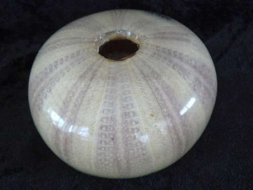 SEA URCHIN RESIN PAPER WEIGHT