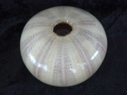 SEA URCHIN RESIN PAPER WEIGHT