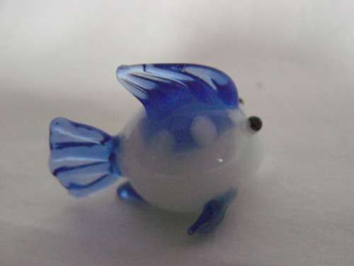 GLASS FISH SO CUTE
