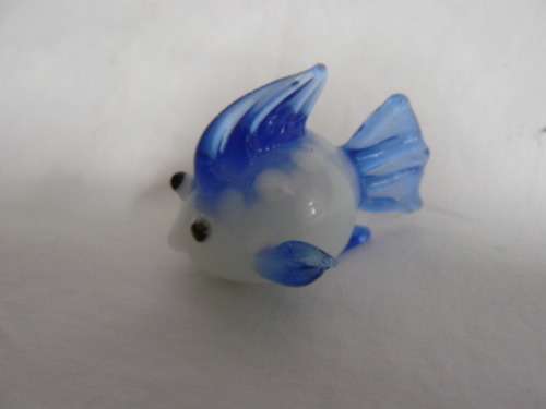 GLASS FISH SO CUTE