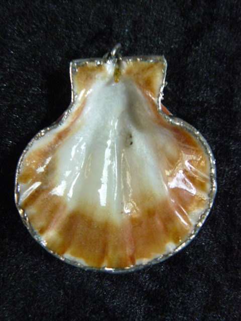 SHELL PENDANT