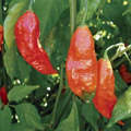 Bhut Jolokia CPI