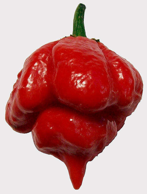 Trinidad Scorpion Butch T strain - Officially the hottest chilli in the world!