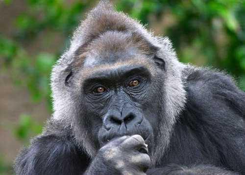 Canon EF 80-200mm f/4.5-5.6 II