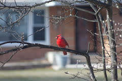 Canon EF 80-200mm f/4.5-5.6 II