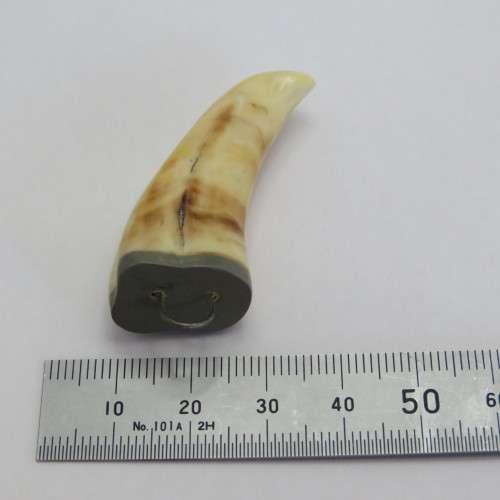 Vintage Lion`s tooth pendant
