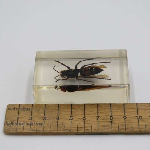 Wasp casted in resin for paperweight